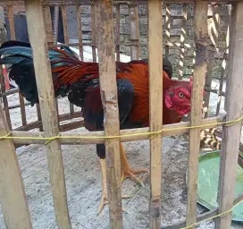 ayam bangkok jantan