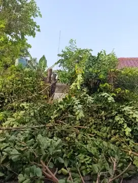 Tebang pohon wilayah Yogyakarta