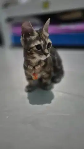 Kucing kaki pendek