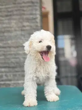 Puppies Tiny Poodle