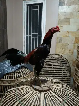 Dijual ayam pamangon.