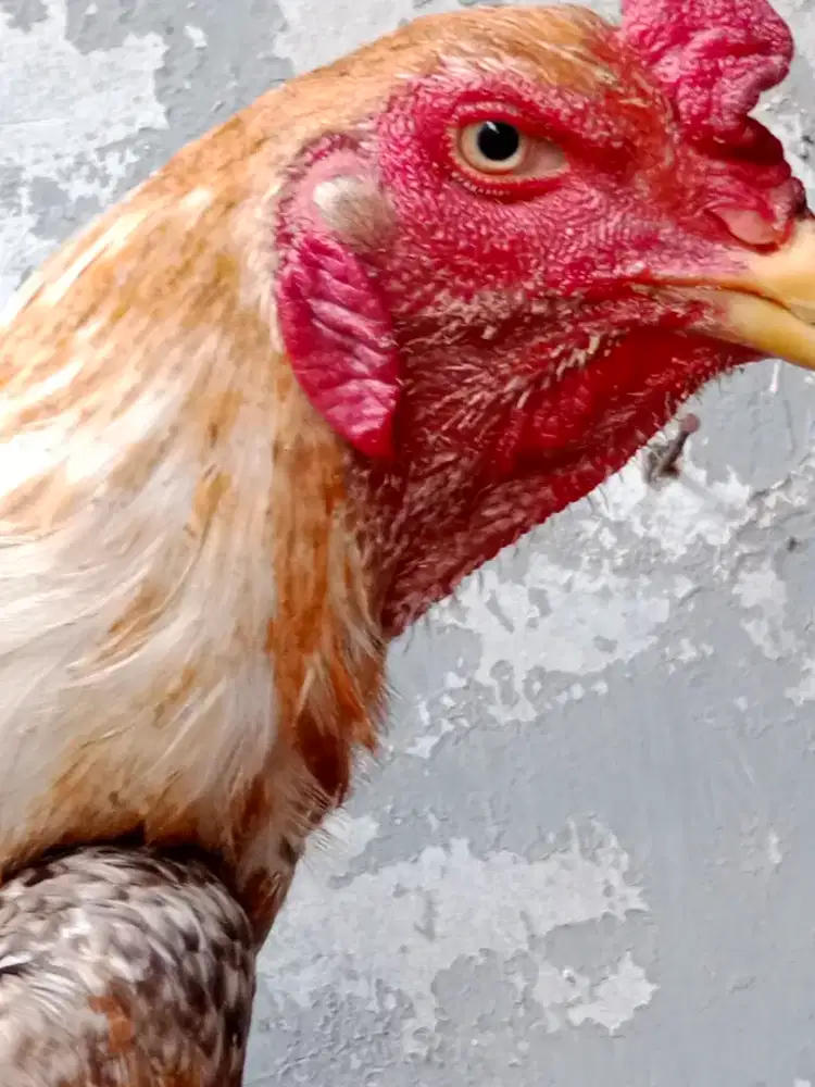 Ayam Jago Shamo Eropa