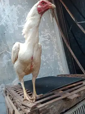 Ayam Babon Mangon