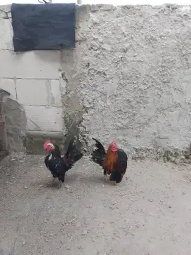 Ayam serama ori umur 4 bulanan