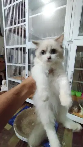 Open Adopt Kucing Anabul Ragdoll