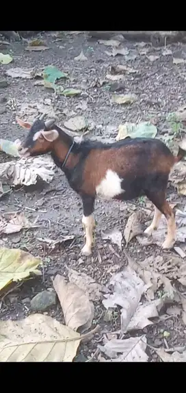 Kambing Kacang Ori Mini