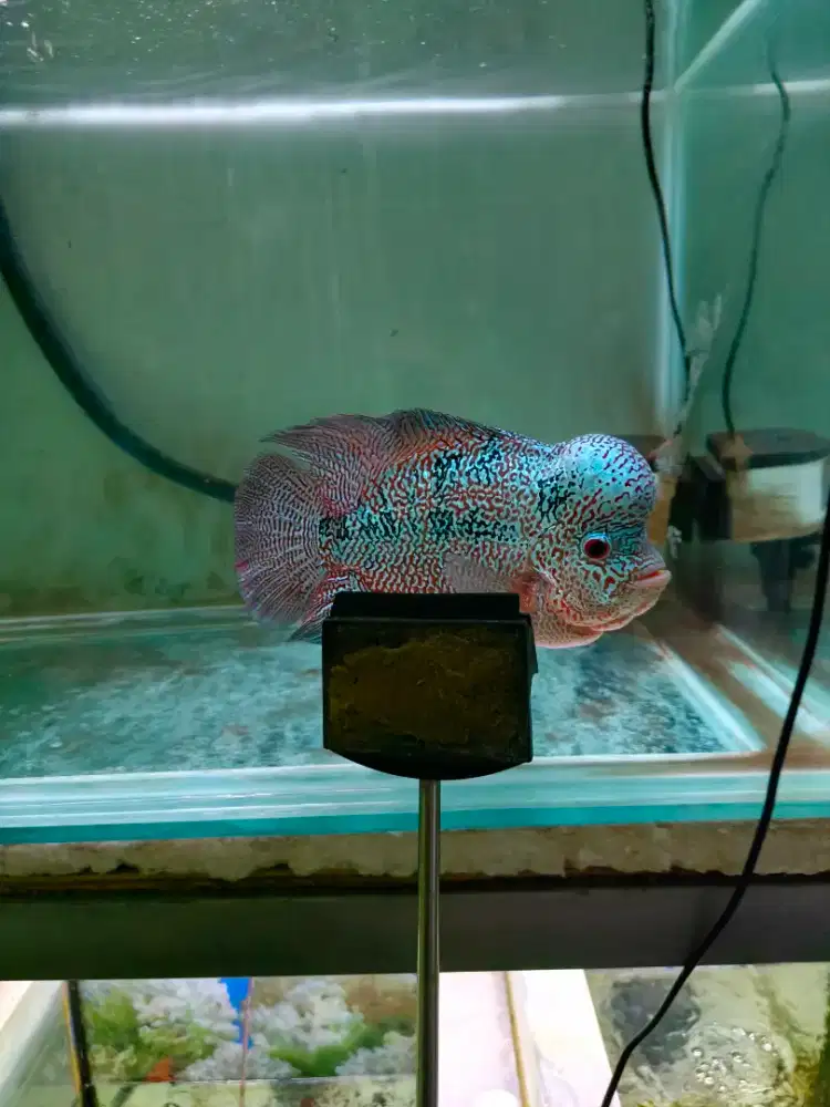 Ikan louhan cencu