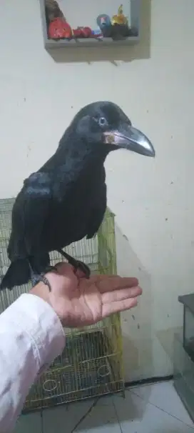 Gagak gaok jinak total nurut bisa di ajak main.. bodi bongsor
