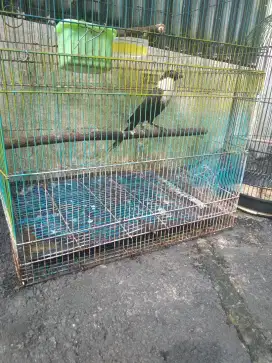 Burung bilbong pendeta gacor berisik mulus ekor panjang