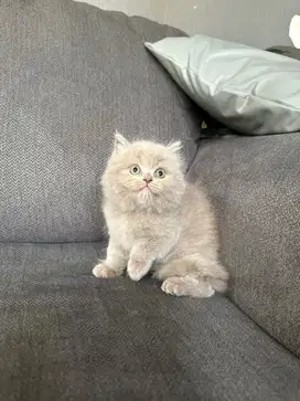 Kucing kitten british long hair lilac