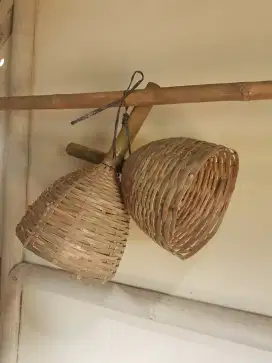 Sarang telor ikan gurame