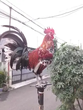 Ayam ketawa durasi panjang