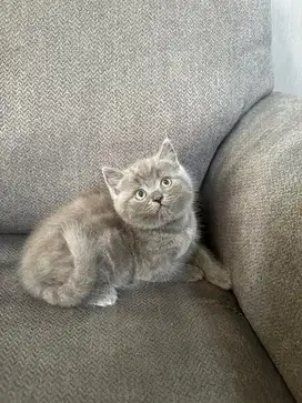 Kucing kitten british short hair BSH blue