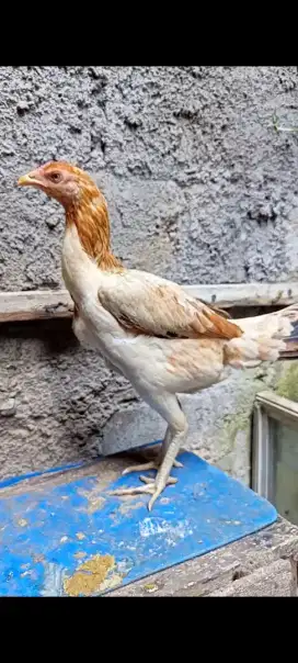 Biang Ayam pama