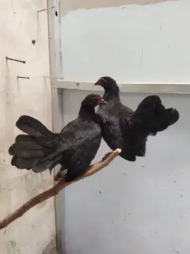 Dijual Ayam kate Dere