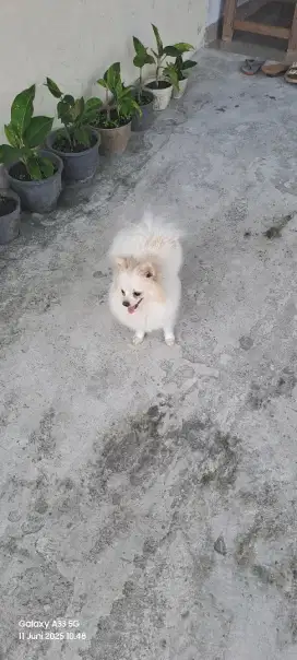 Anjing mini pom
