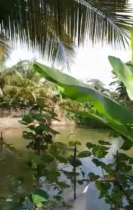 Di Jual Tanah Bekas Tambak di Pangandaran
