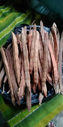 Biji Buah Tanaman Kelor.