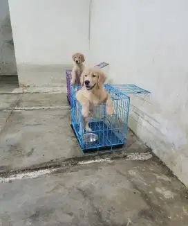 Golden Retriever Male Female 4 Bulan Big Bone Long Hair Stambum Micro