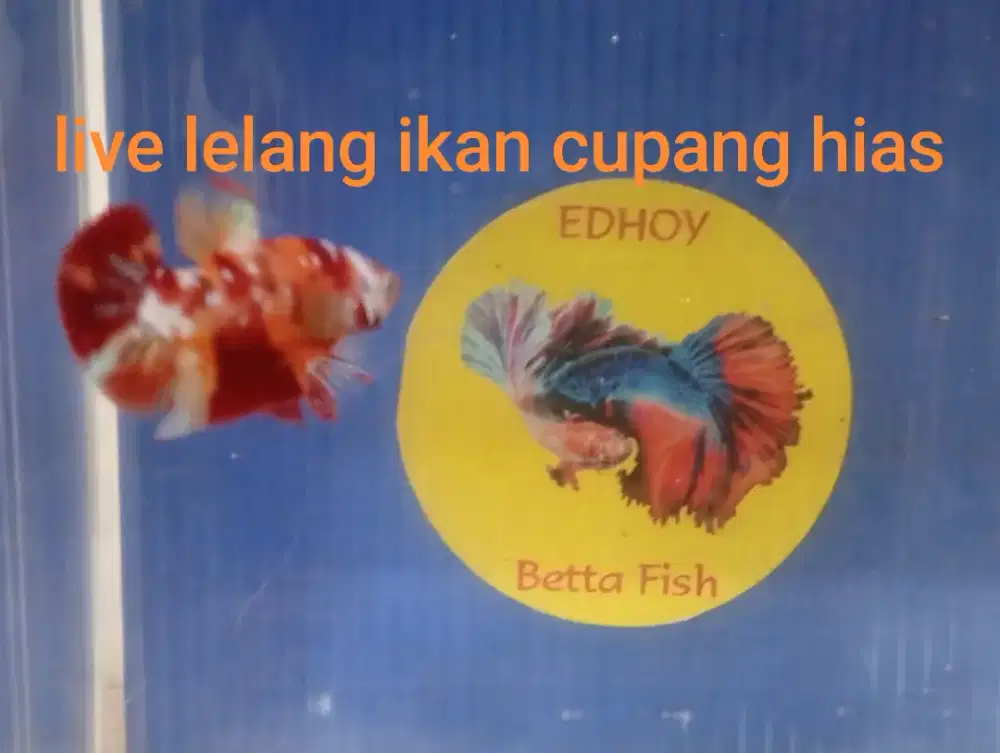 Jualan jenis ikan cupang hias