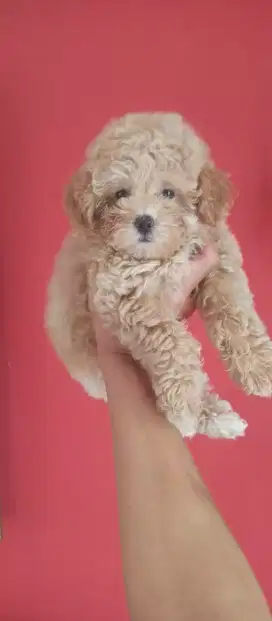 MALTESE MIX POODLE PUPPY