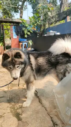 Anjing alaskan malamute dewasa jantan big bone  super besar