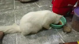 Kucing anggora dewasa