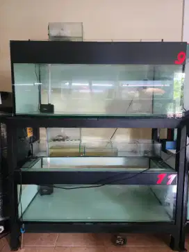 Aquarium arwana