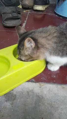 Kitten/Anakan Kucing Persia umur 4 bulan