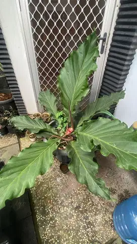 Anthurium plowmanii 