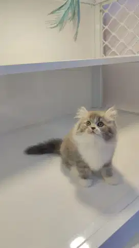 Kucing kitten ras persia super gembul bulat