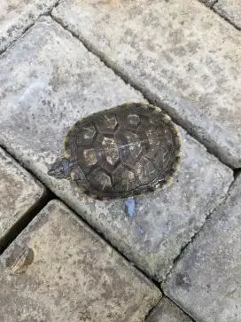 Kura Kura Brazil 7 CM