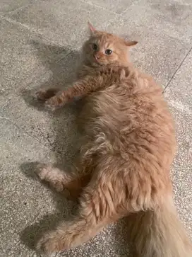 Kucing persia x maincoon