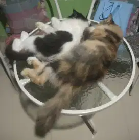 2 ekor kucing Persia mapan sudah disteril