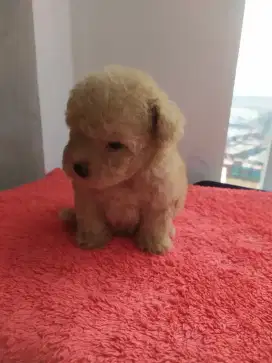 Anakan poodle aprikot