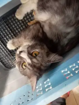 Kucing persia/anggora