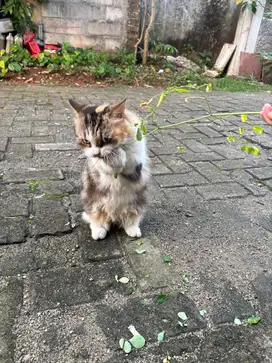 Open adopsi munchkin long hair