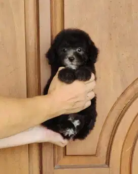 Tiny Poodle Silver stambum Perkin