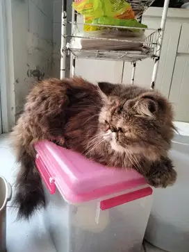 Kucing persia umur 1 tahun 3 bulan