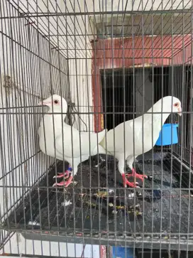 Merpati Pos Putih siap Produksi