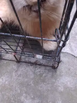 Oper adopsi kucing peknos pesek jantan