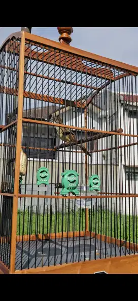 Jual Burung Cucak Jenggot 2 Ekor Fullset
