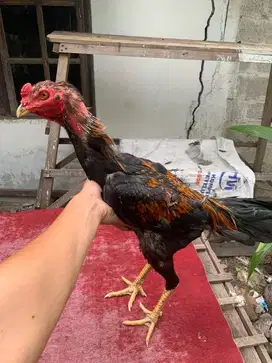 Ayam bangkok bk