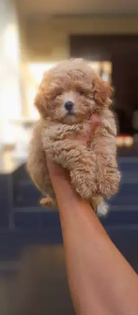 Puppy Maltepoo betina