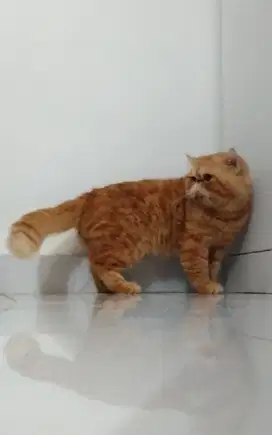 Kucing Persia Exotic Peaknose