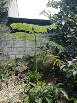 Bibit pohon Solobium