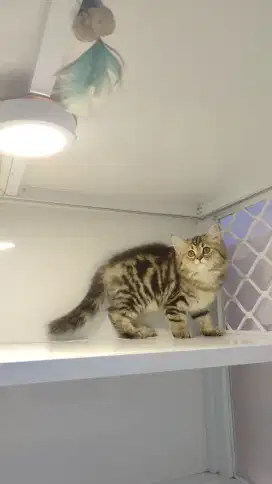 Kucing kitten marble line