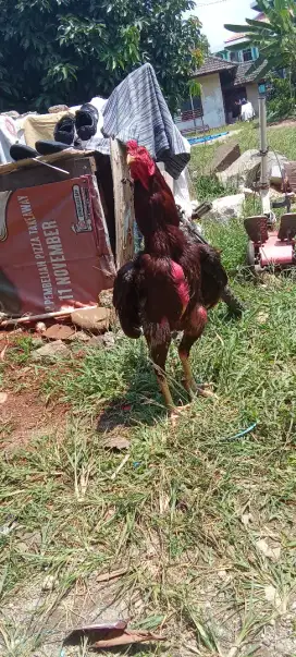 Ayam bk  kurang paham jenis