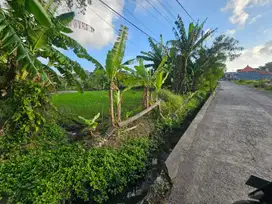 Tanah Berawa Canggu Bali Cocok Untuk Villa