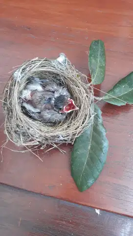 Kutilang anak tunggal calon jinak